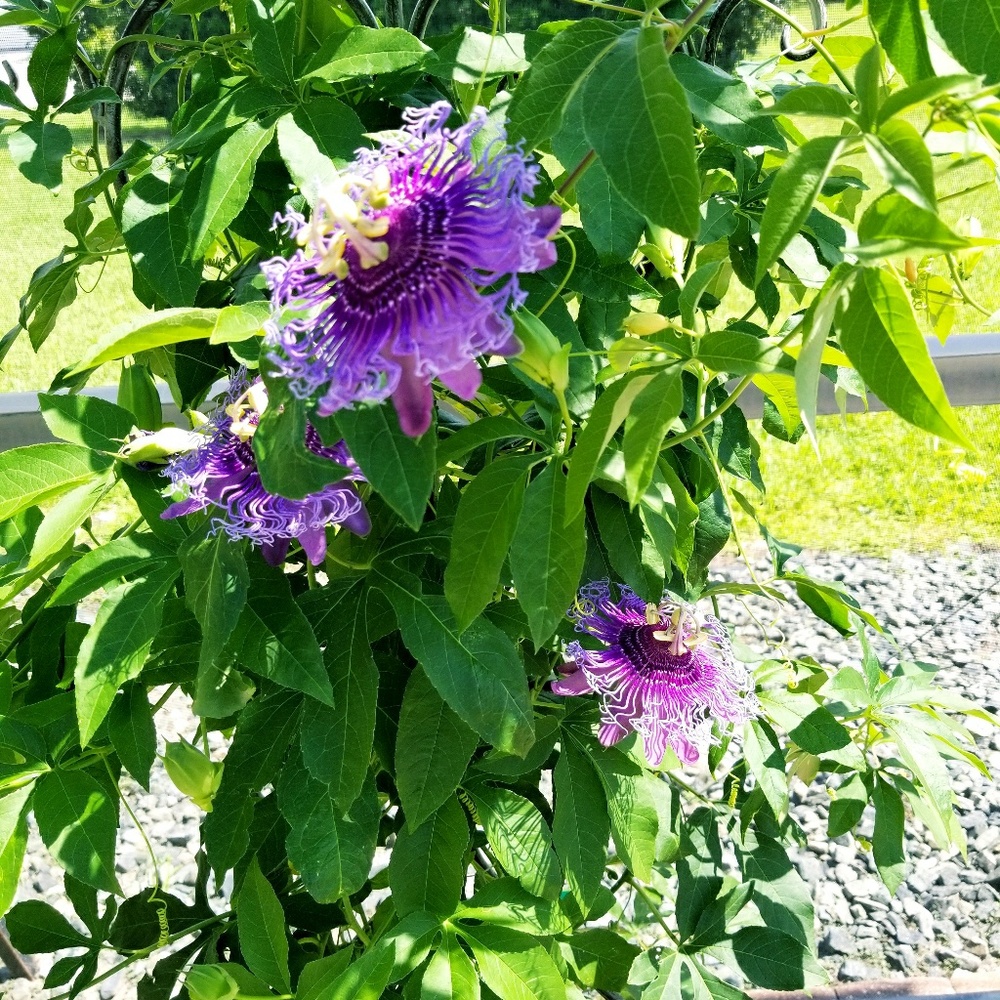 Meet your Posher, Vivian